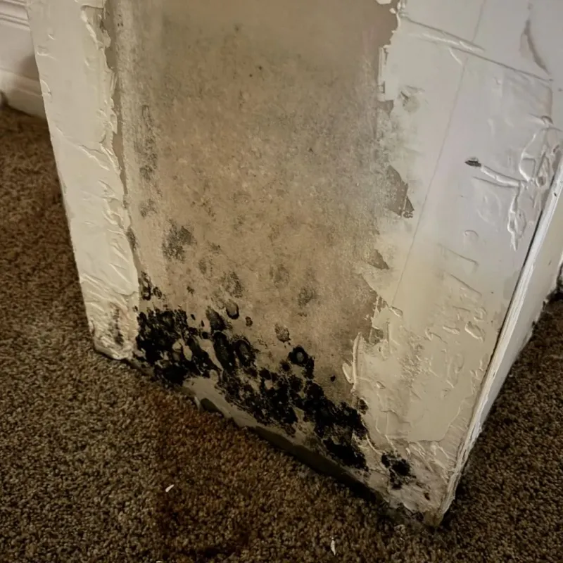 Professional Mold Removal in Plum Creek, VA